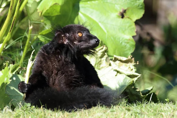 Mohrenmaki Black Lemur Eulemur Macaco — Foto de Stock
