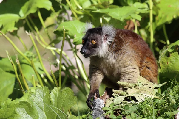 Mohrenmaki Black Lemur Eulemur Macaco — стоковое фото