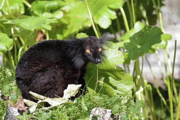 Mohrenmaki Black Lemur Eulemur Macaco — 图库照片