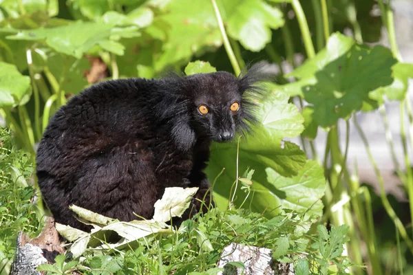 Mohrenmaki Black Lemur Eulemur Macaco — Fotografia de Stock