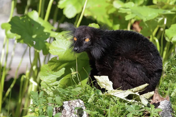 Mohrenmaki Black Lemur Eulemur Macaco — Zdjęcie stockowe