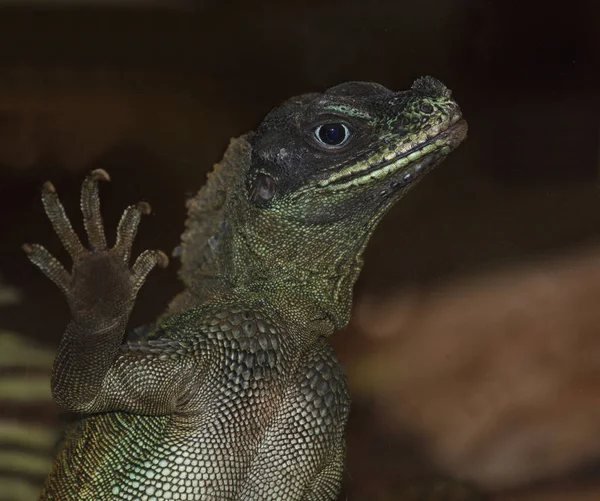 Molukkensegelechse Weber Crested Lizard Weber Sailfin Lizard Hydrosaurus Weberi — Fotografia de Stock