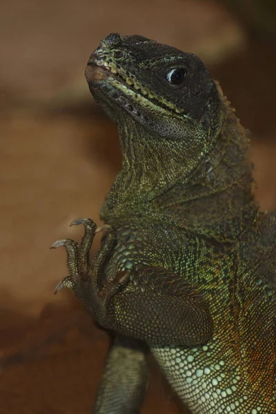 Molukkensegelechse Weber Crested Lizard Weber Sailfin Lizard Hydrosaurus Weberi — Zdjęcie stockowe