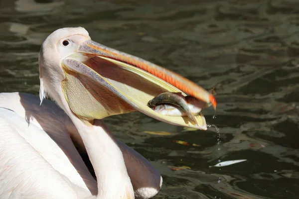 Rosapelikan White Pelican Pelecanus Onocrotalus — Stockfoto