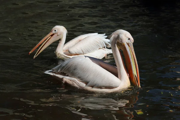 Rosapelikan White Pelican Pelecanus Onocrotalus — Fotografia de Stock