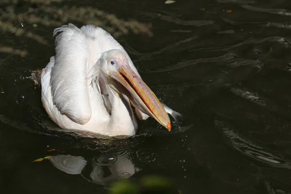 Rosapelikan White Pelican Pelecanus Onocrotalus — Fotografia de Stock