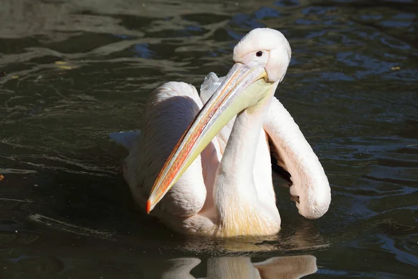 Rosapelikan White Pelican Pelecanus Onocrotalus — Stok fotoğraf