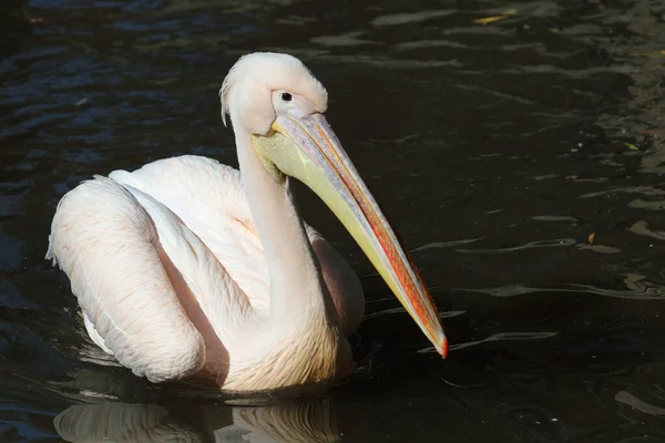 Rosapelikan White Pelican Pelecanus Onocrotalus — Stock Photo, Image