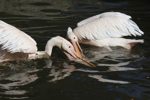 Rosapelikan White Pelican Pelecanus Onocrotalus — Fotografia de Stock