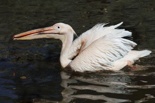 Rosapelikan White Pelican Pelecanus Onocrotalus — Fotografia de Stock