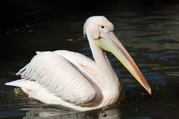 Rosapelikan White Pelican Pelecanus Onocrotalus — Fotografia de Stock