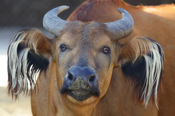 African forest buffalo / Syncerus caffer nanus