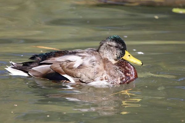 Stockente Mallard Anas Platyrhynchos — Stockfoto