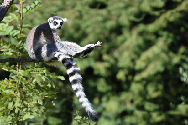 Katta Ring Tailed Lemur Lemur Catta Royalty Free Stock Images