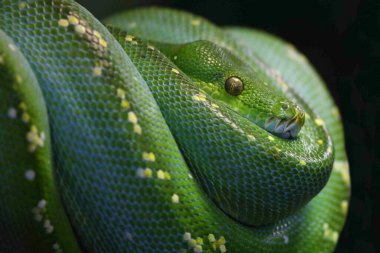 Green Tree Python / Morelia viridis