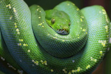 Green Tree Python / Morelia viridis