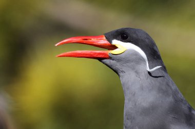 Inkaseeschwalbe / Inca tern / Larosterna inca