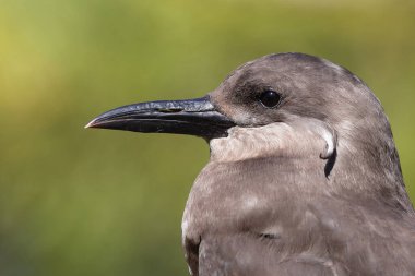 Inkaseeschwalbe / Inca tern / Larosterna inca