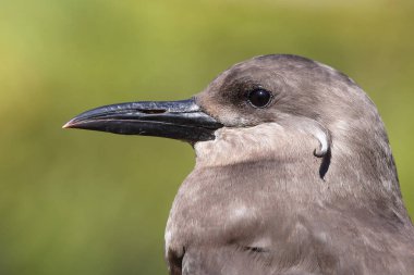 Inkaseeschwalbe / Inca tern / Larosterna inca