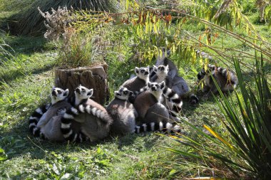 Katta / Ring-tailed Lemur / Lemur catta