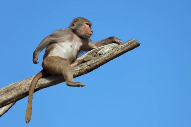 Mantelpavian / Hamadryas Baboon / Papio hamadryas