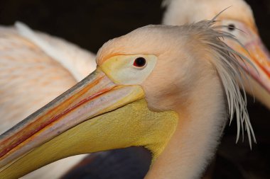 Rosapelikan / White pelican / Pelecanus onocrotalus