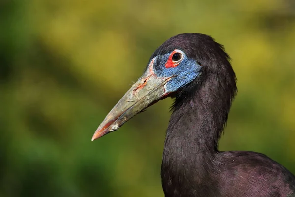 Abdimstorch Abdim Stork Ciconia Abdimii — Foto Stock