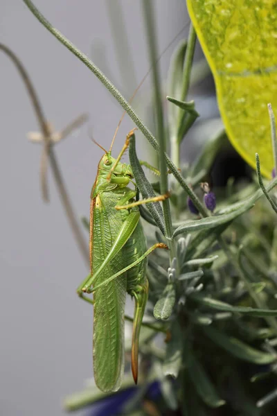 Migratory Locust Locusta Migratoria — ストック写真