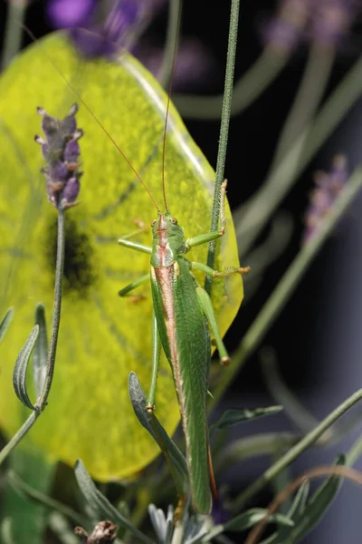 Migratory Locust Locusta Migratoria — ストック写真