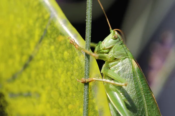 Migratory Locust Locusta Migratoria — ストック写真