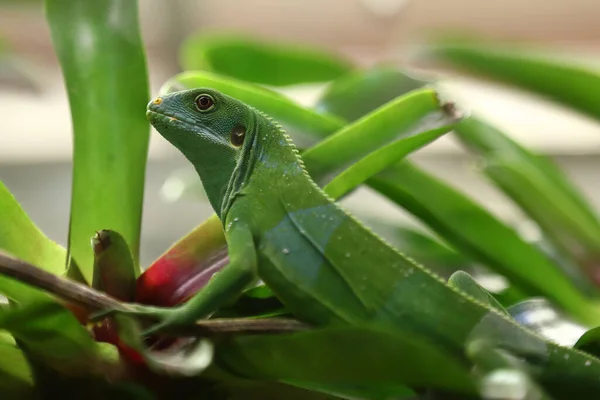 Fiji banded iguana / Brachylophus fasciatus