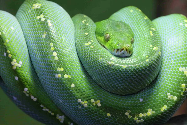 Green Tree Python Morelia Viridis — ストック写真
