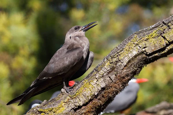 Inkaseeschwalbe Inca Tern Larosterna Inca — Fotografia de Stock