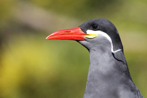 Inkaseeschwalbe Inca Tern Larosterna Inca — kuvapankkivalokuva