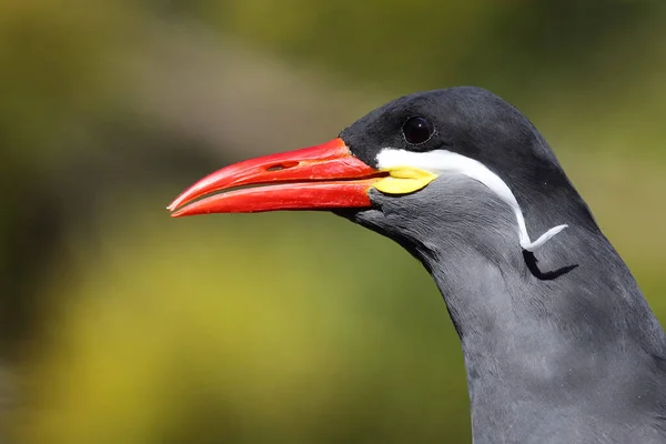 Inkaseeschwalbe Inca Tern Larosterna Inca — Φωτογραφία Αρχείου