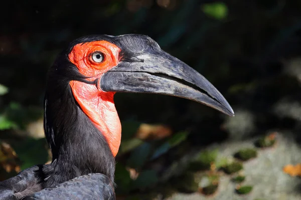 Kaffernhornrabe Southern Ground Hornbill Bucorvus Leadbeateri — Φωτογραφία Αρχείου