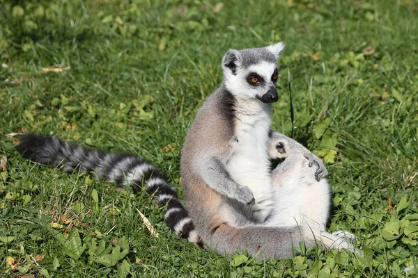 Katta Ring Tailed Lemur Lemur Catta — Φωτογραφία Αρχείου