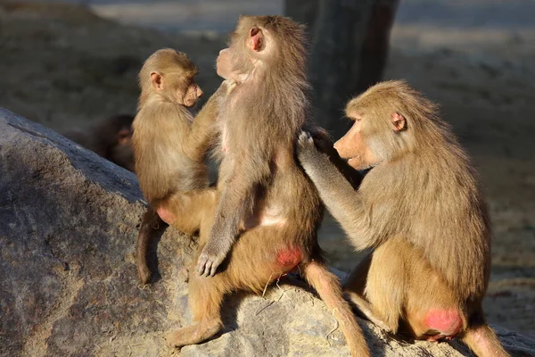 Mantelpavian Hamadryas Baboon Papio Hamadryas — Stock Fotó