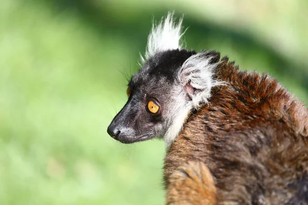 Mohrenmaki Black Lemur Eulemur Macaco — Stock fotografie