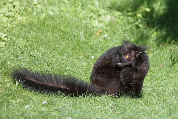 Mohrenmaki Black Lemur Eulemur Macaco — Stockfoto