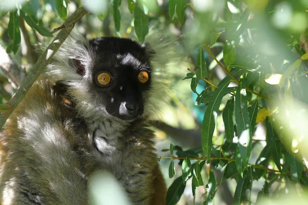 Mohrenmaki Black Lemur Eulemur Macaco — Fotografia de Stock
