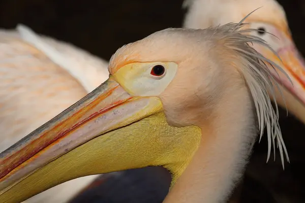 Rosapelikan White Pelican Pelecanus Onocrotalus — Fotografia de Stock