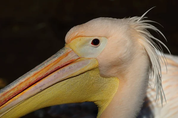 Rosapelikan White Pelican Pelecanus Onocrotalus — Fotografia de Stock
