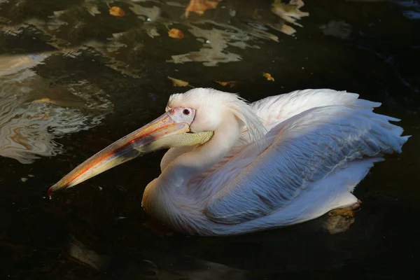 Rosapelikan White Pelican Pelecanus Onocrotalus — Fotografia de Stock