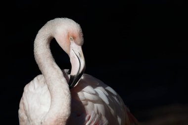 Rosaflamingo  / Greater Flamingo / Phoenicopterus roseus