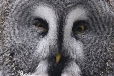 Bartkauz / Great grey owl / Strix nebulosa