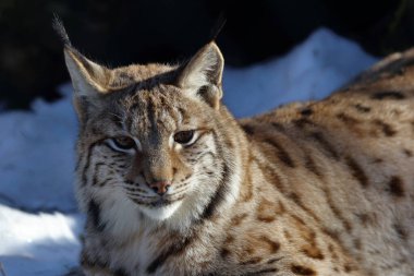 Eurasischer Luchs / Eurasian lynx / Lynx lynx