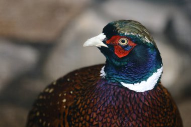 Jagdfasan / Common pheasant / Phasianus colchicus