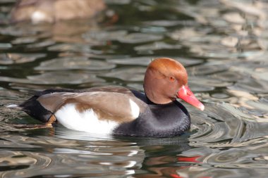 Kolbenente / Red-crested pochard / Netta rufina