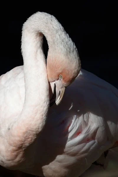 Rosaflamingo Greater Flamingo Phoenicopterus Roseus — Stock Photo, Image